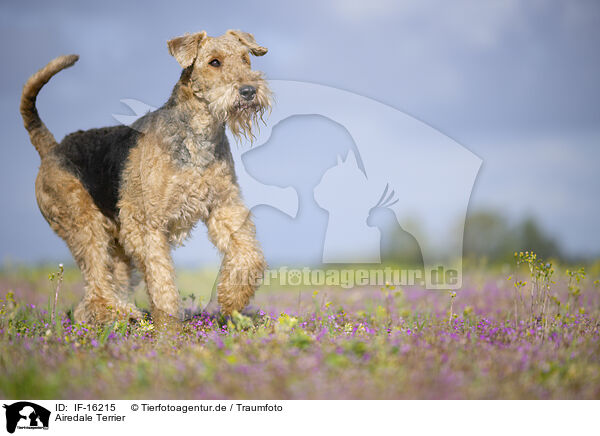 Airedale Terrier / Airedale Terrier / IF-16215