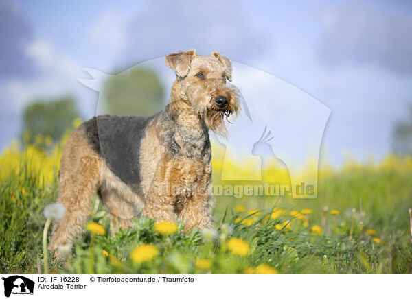 Airedale Terrier / Airedale Terrier / IF-16228