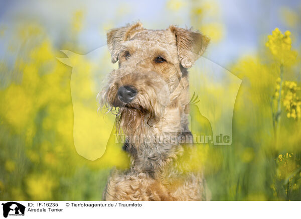 Airedale Terrier / Airedale Terrier / IF-16235