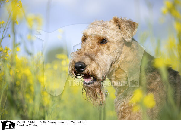 Airedale Terrier / Airedale Terrier / IF-16244