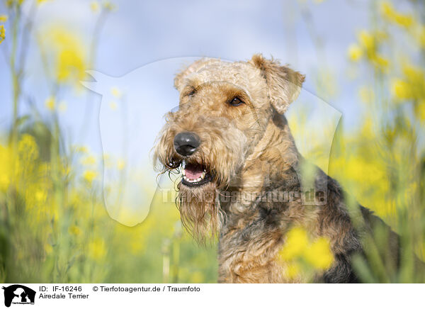 Airedale Terrier / Airedale Terrier / IF-16246