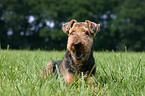 liegender Airedale Terrier