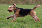 rennender Airedale Terrier