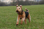 rennender Airedale Terrier