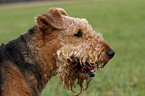 Airedale Terrier Portrait