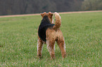 stehender Airedale Terrier