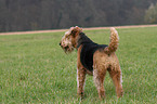 stehender Airedale Terrier