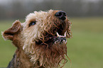 Airedale Terrier Portrait