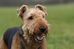 Airedale Terrier Portrait