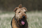 Airedale Terrier