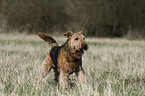 Airedale Terrier