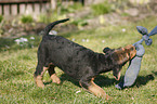 Airedalle Terrier Welpe