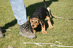 Airedale Terrier Welpe