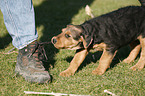 Airedalle Terrier Welpe