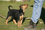 Airedalle Terrier Welpe