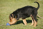 Airedalle Terrier Welpe