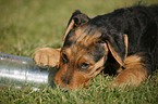 Airedalle Terrier Welpe