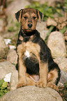 Airedalle Terrier Welpe