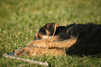 Airedalle Terrier Welpe