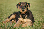 Airedalle Terrier Welpe