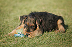 Airedalle Terrier Welpe