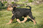 Airedalle Terrier Welpe