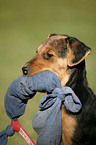 Airedale Terrier Portrait