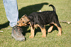 Airedalle Terrier Welpe