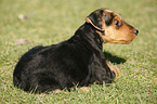 Airedalle Terrier Welpe