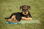 Airedalle Terrier Welpe