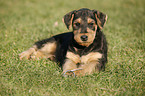 Airedalle Terrier Welpe