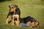 Airedalle Terrier Welpe