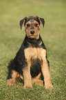 Airedalle Terrier Welpe