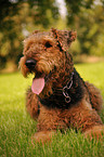 Airedale Terrier