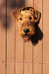 Airedale Terrier Portrait