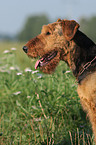 Airedale Terrier Portrait