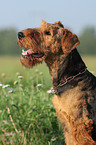 Airedale Terrier Portrait