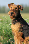 Airedale Terrier Portrait