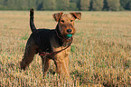 spielender Airedale Terrier