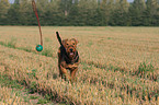 spielender Airedale Terrier