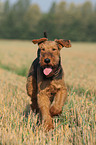 rennender Airedale Terrier