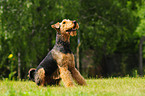 Airedale Terrier