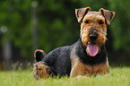 Airedale Terrier