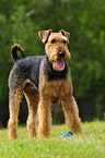 Airedale Terrier