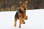 rennender Airedale Terrier