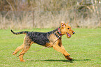 rennender Airedale Terrier