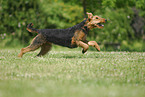 rennender Airedale Terrier