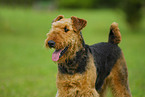 Airedale Terrier Portrait