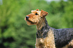 Airedale Terrier Portrait