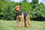 Airedale Terrier